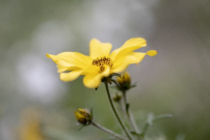 Closeup side view of a single chocolate daisy flower.