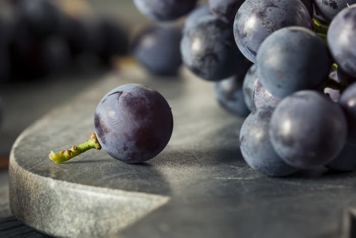 Closeup of dark blue concord grapes on a table.