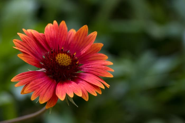 A single 'Mesa Red' Gaillardia Daisy.