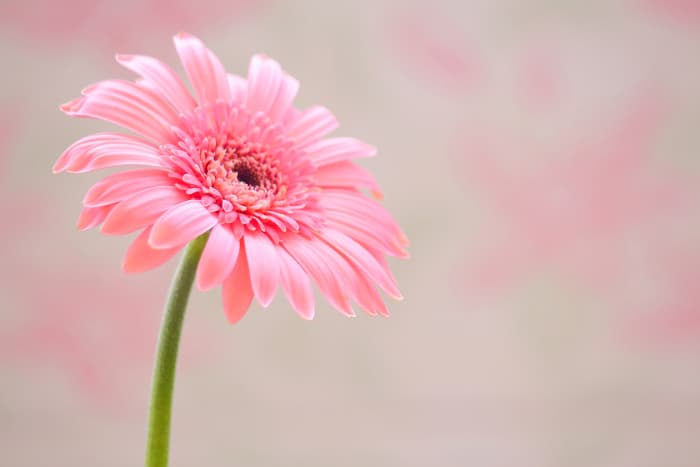Closeup of a pink Gerbera daisy.