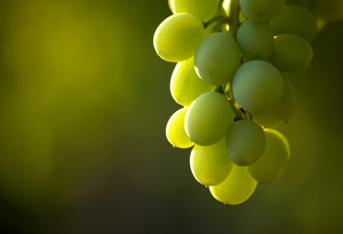 Closeup of a bunch of green grapes on the vine.