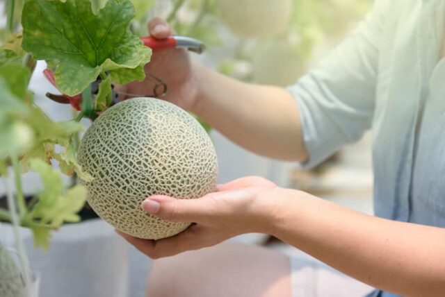 Cantelope Over Riped How to Tell if Cantaloupe is Ripe - Minneopa Orchards