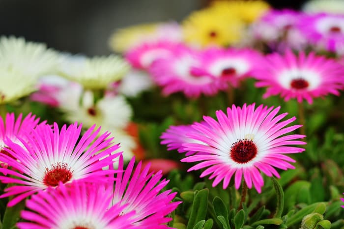Closeup of blooms of a Livingstone daisy plant.