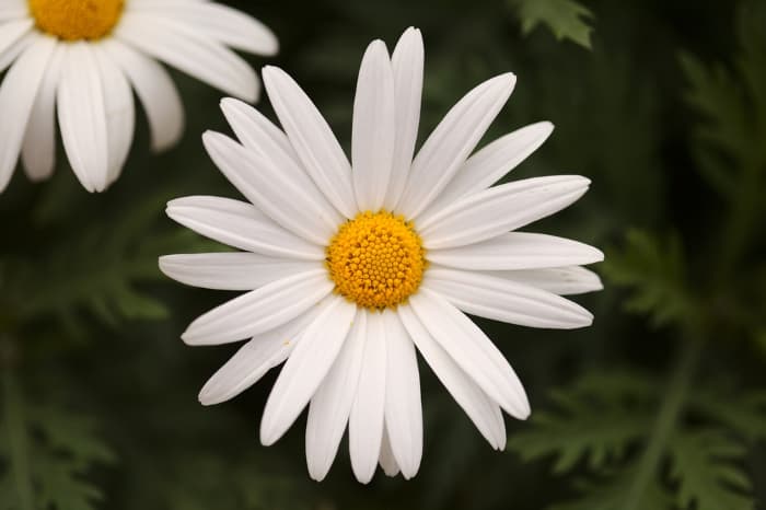 Closeup of a white Marguerite daisy flower.