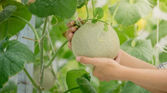 Cantelope Over Riped How to Tell if Cantaloupe is Ripe - Minneopa Orchards