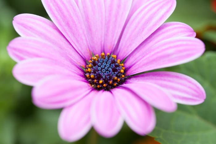 Closeup of a Cape daisy flower.