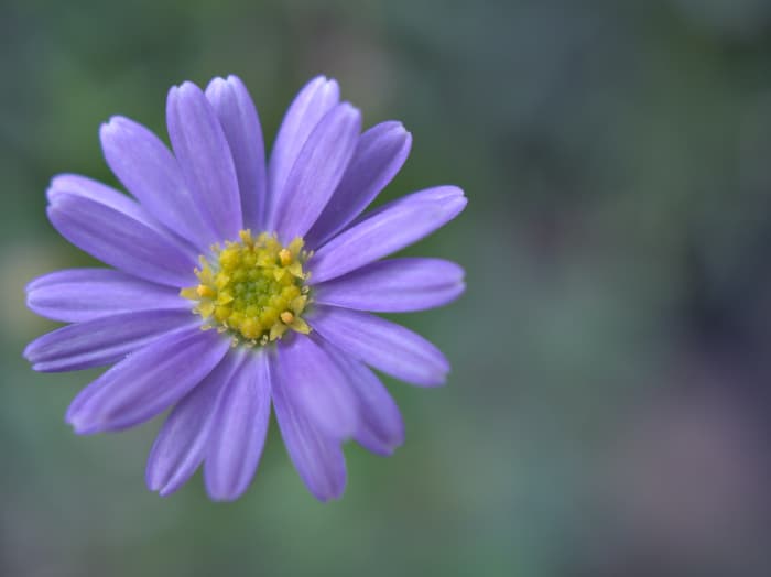 Closeup of a light blue Swan River daisy.