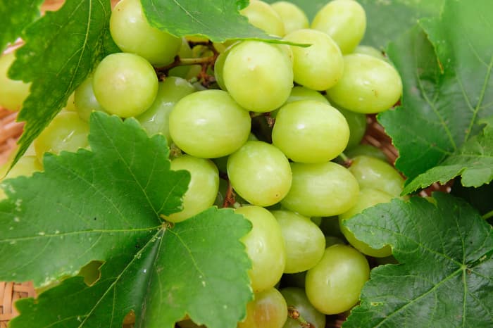 A bunch of white seedless grapes and grape leaves.