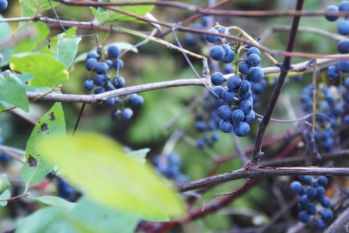 Blue wild grapes.