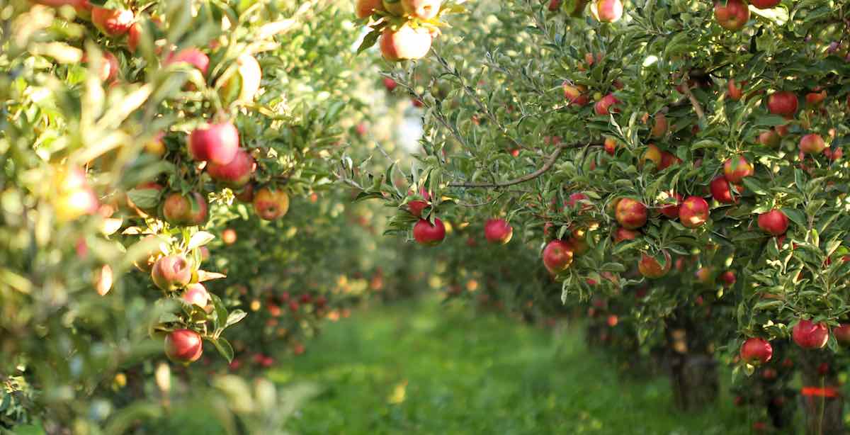 Best Soil for Apple Trees 5 Tips for Growing Apple Trees Minneopa