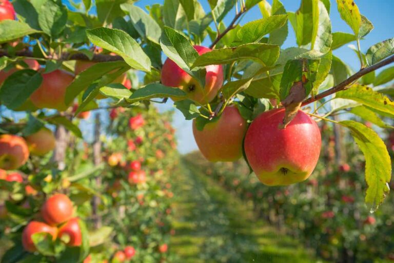 Best Soil for Apple Trees 5 Tips for Growing Apple Trees Minneopa