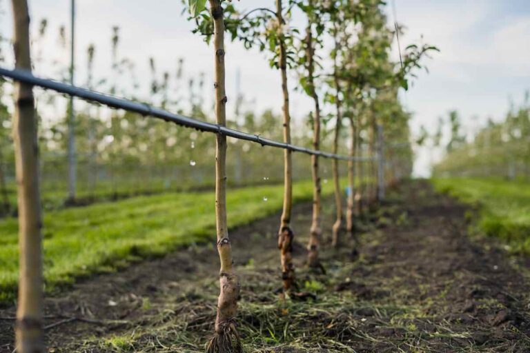 Best Soil for Apple Trees 5 Tips for Growing Apple Trees Minneopa
