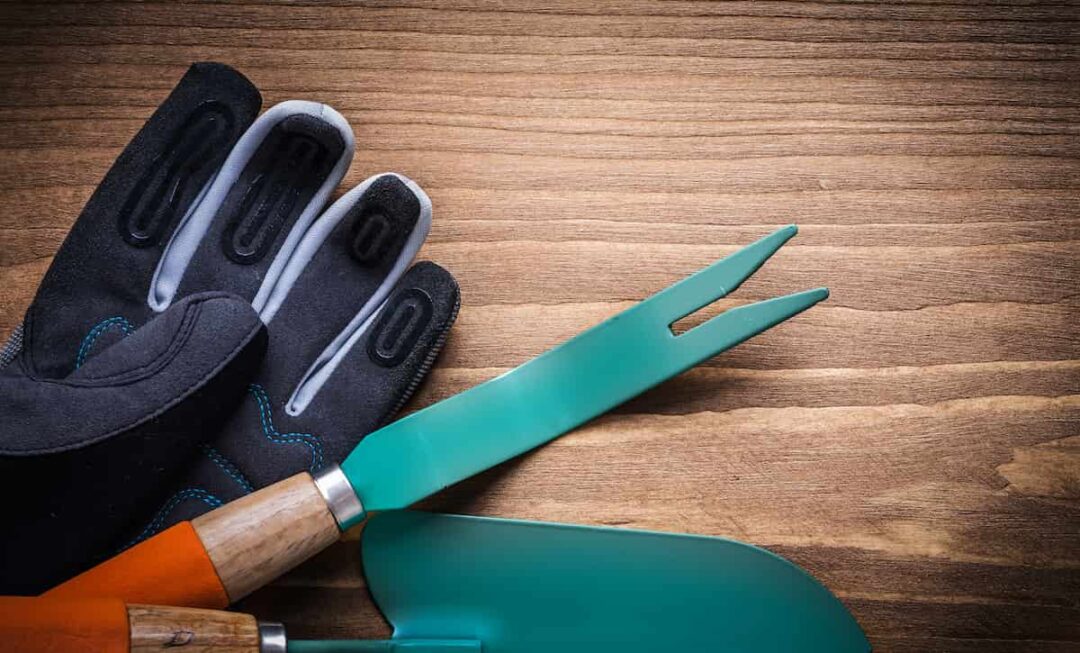 best dandelion digger