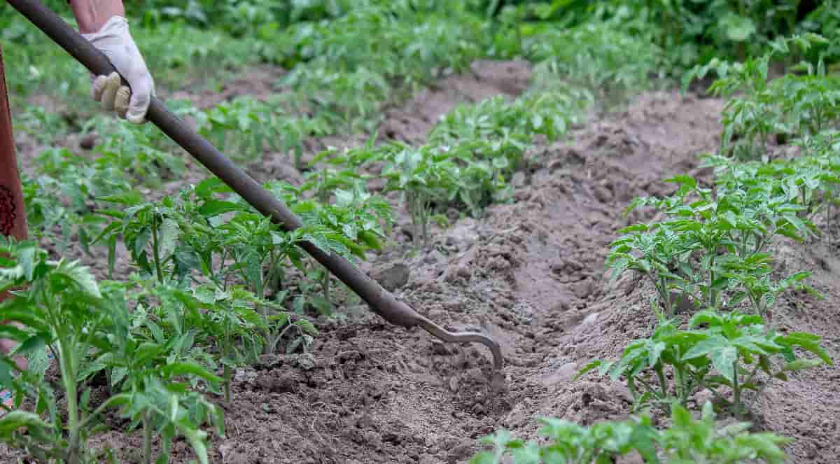 8 of the Best LongHandled Weeding Tools Minneopa Orchards