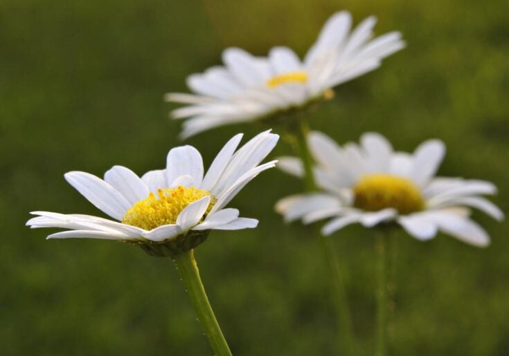 Growing Daisies 8 Things You Need to Know to Grow Beautiful Daisies