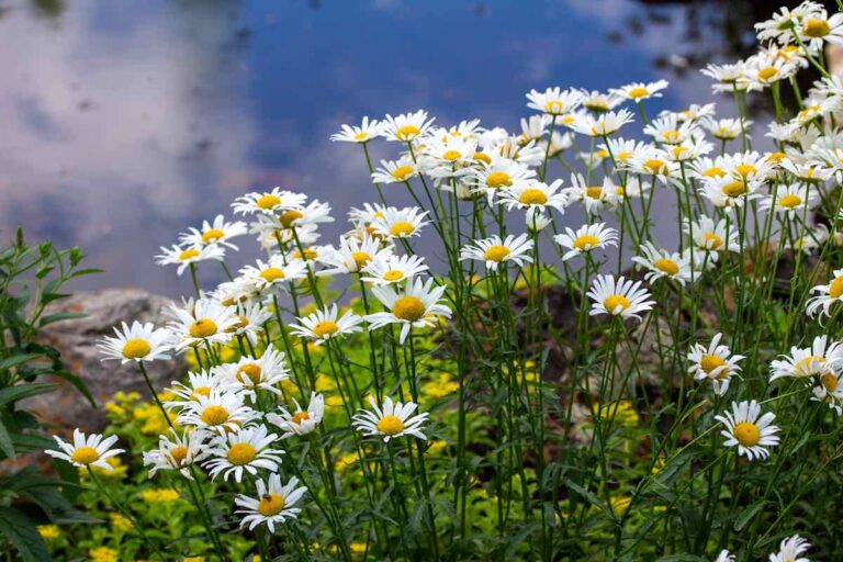Growing Daisies 8 Things You Need to Know to Grow Beautiful Daisies