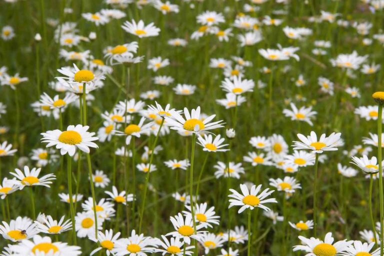 Growing Daisies 8 Things You Need to Know to Grow Beautiful Daisies