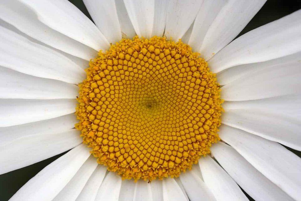 Growing Daisies 8 Things You Need to Know to Grow Beautiful Daisies