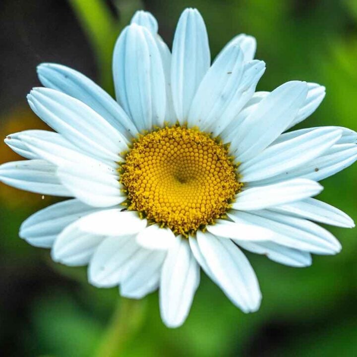 Flower Daisy Growing Minneopa Orchards