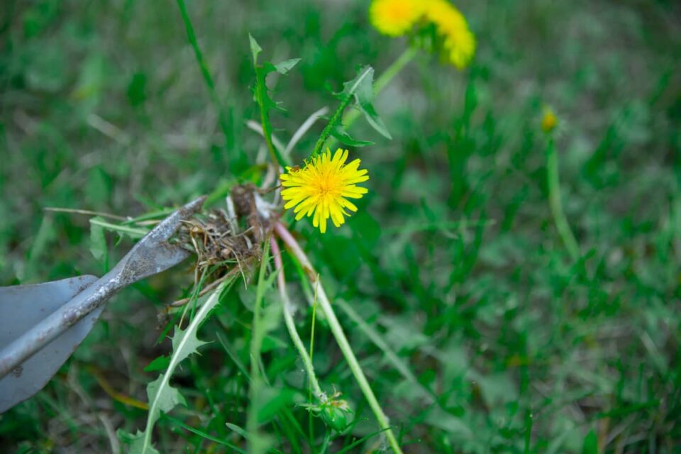 best dandelion digger