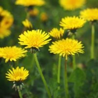 A group of yellow dandelion flowers and plants.