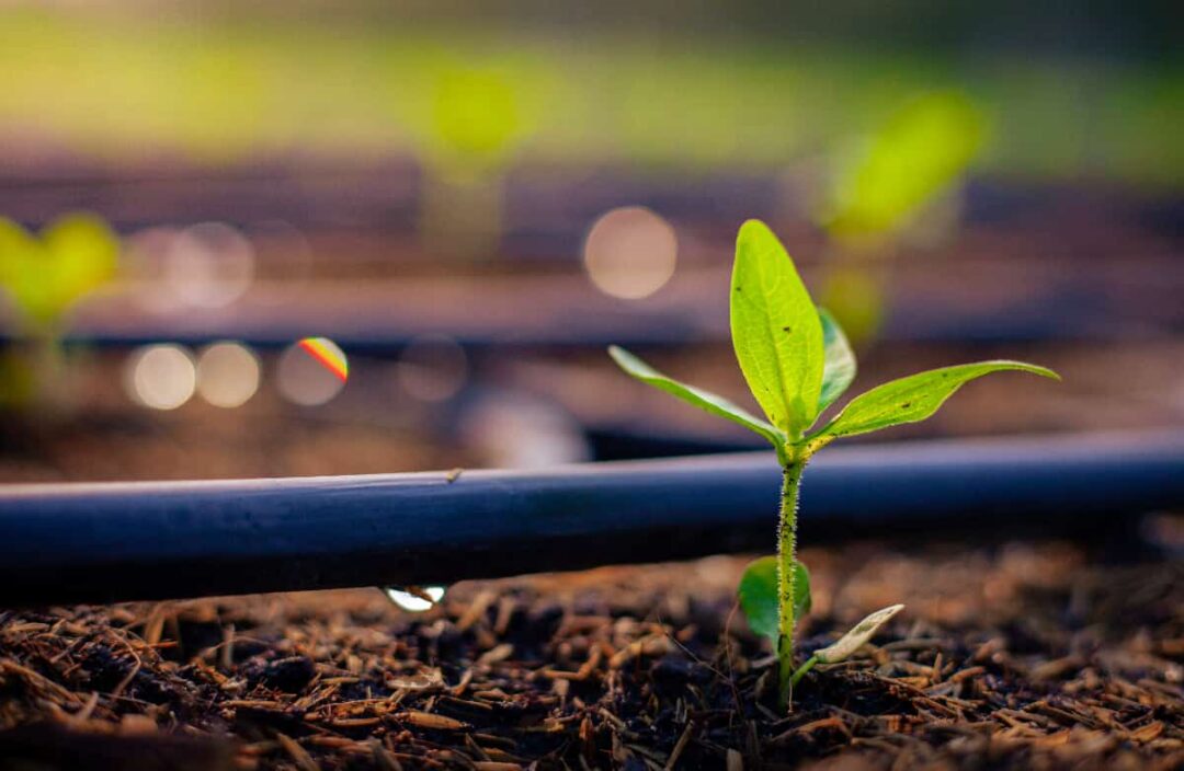 4 of the Best Drip Irrigation Systems Minneopa Orchards