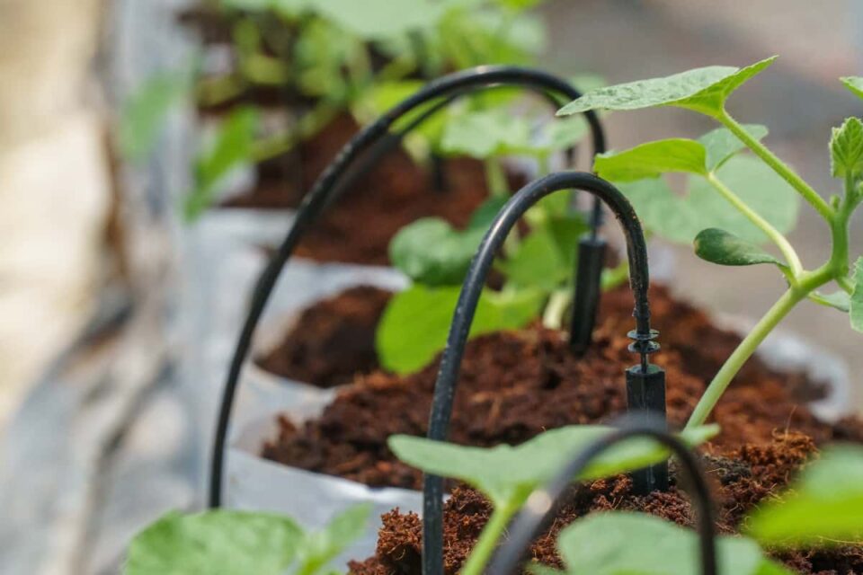 The Best Drip Irrigation Systems for Your Garden Minneopa Orchards