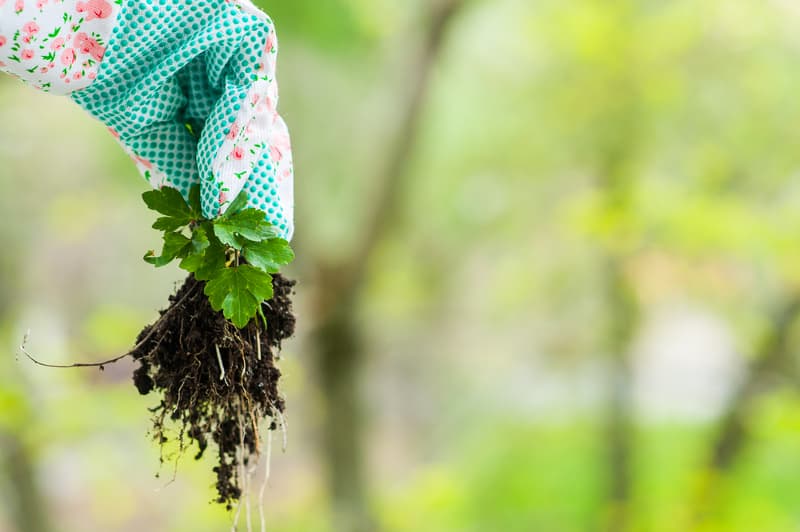 A woman wearing gardening gloves, holding a garden weed.