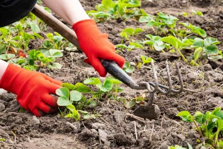 The 11 Best Hand Cultivators Minneopa Orchards