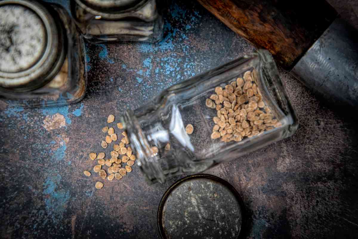The list of 10 How to save tomato seed 1 How to Save Tomato Seeds: the 3 Best Methods