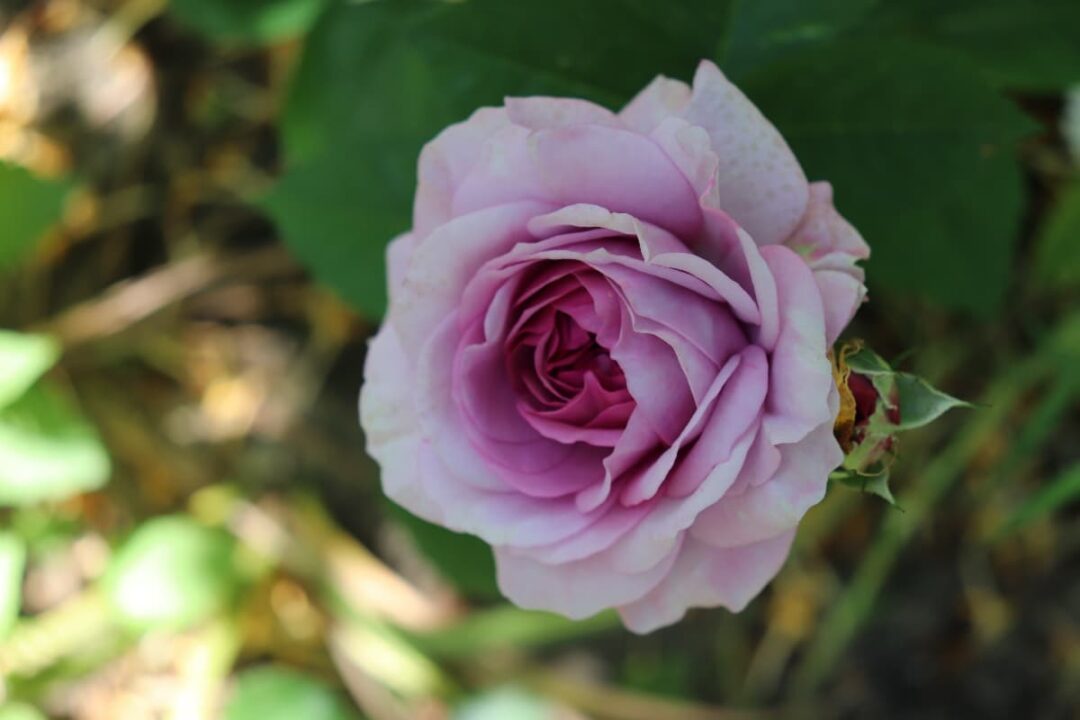 The Angel Face Rose Minneopa Orchards