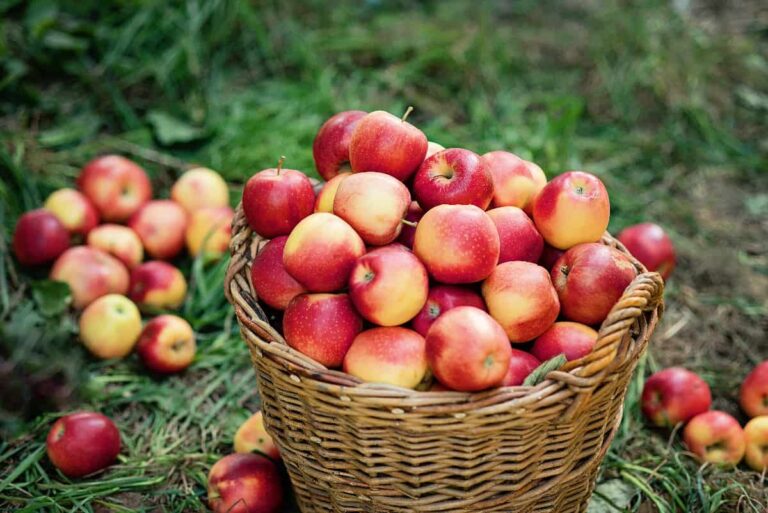 The Best Fertilizer for Apple Trees Minneopa Orchards