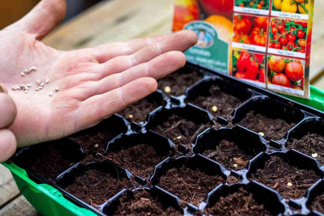 how-to-plant-tomato-seeds-the-absolute-best-method-minneopa-orchards