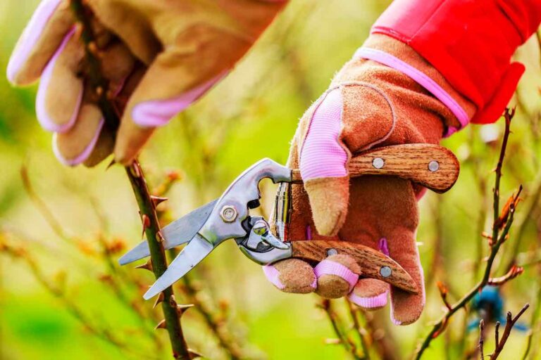 The Complete Guide to Pruning Roses in 5 Easy Steps Minneopa Orchards