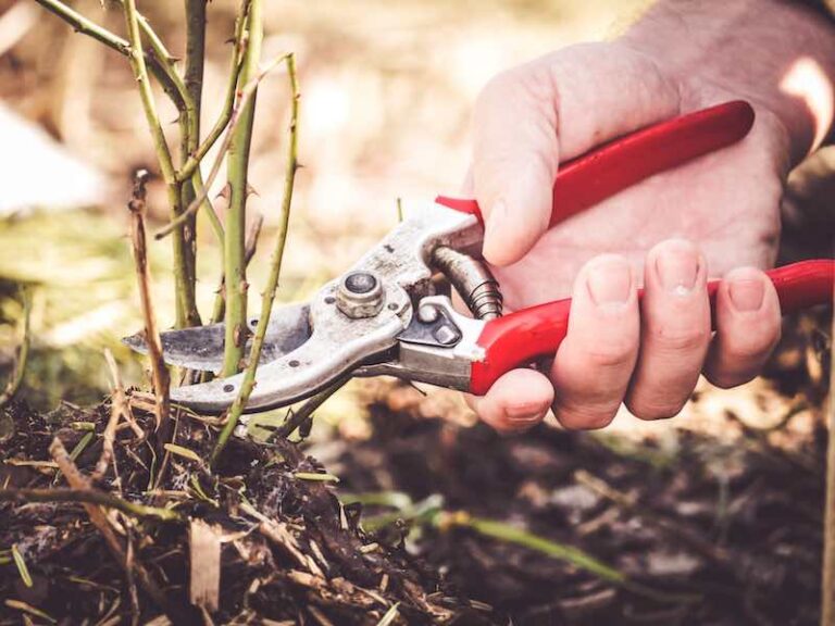 How to Sharpen Pruning Shears in 4 Easy Steps Minneopa Orchards