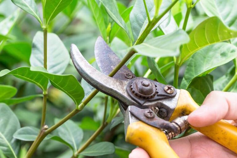 How to Sharpen Pruning Shears in 4 Easy Steps Minneopa Orchards