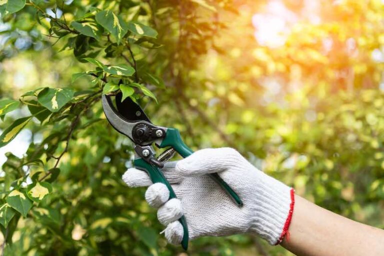 How to Sharpen Pruning Shears in 4 Easy Steps Minneopa Orchards