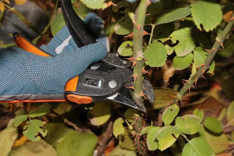 How to Sharpen Pruning Shears in 4 Easy Steps Minneopa Orchards