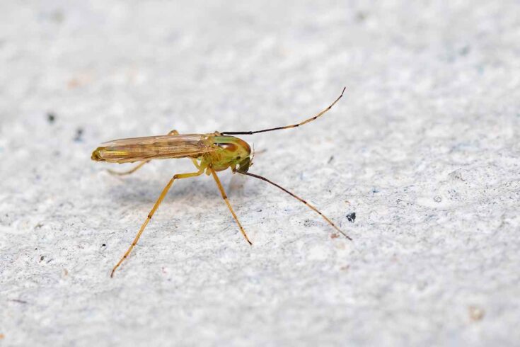 12 Damaging Rose Bush Pests: How To Get Rid Of Them and Prevent Them ...