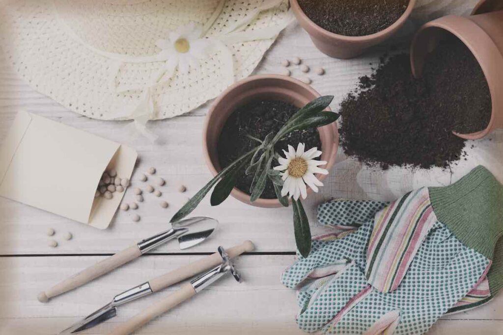 Planting Daisy Seeds
