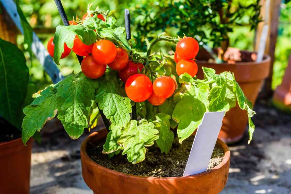 The Best Method for How to Grow Tomatoes in Pots Minneopa Orchards