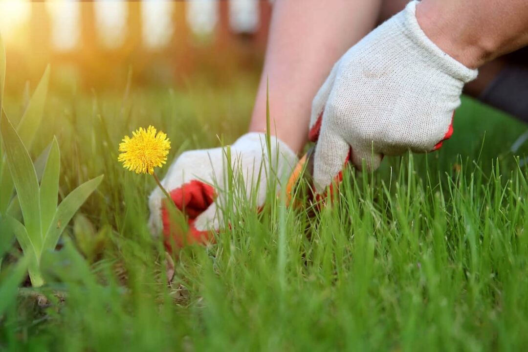best dandelion digger