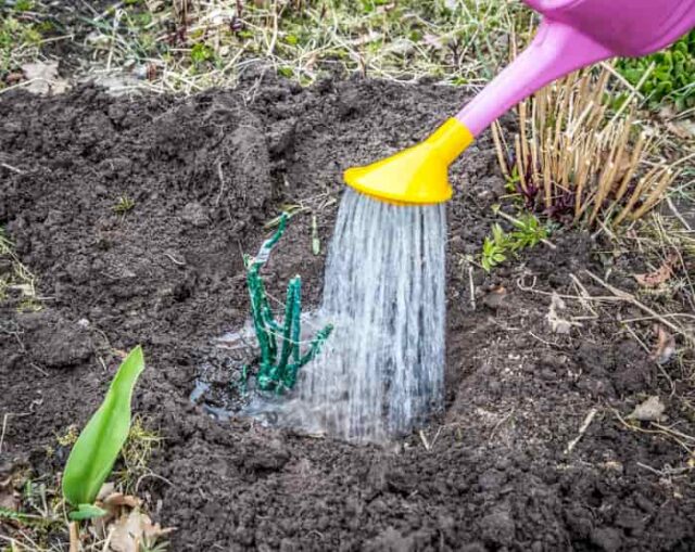 Planting Bare Root Roses Minneopa Orchards