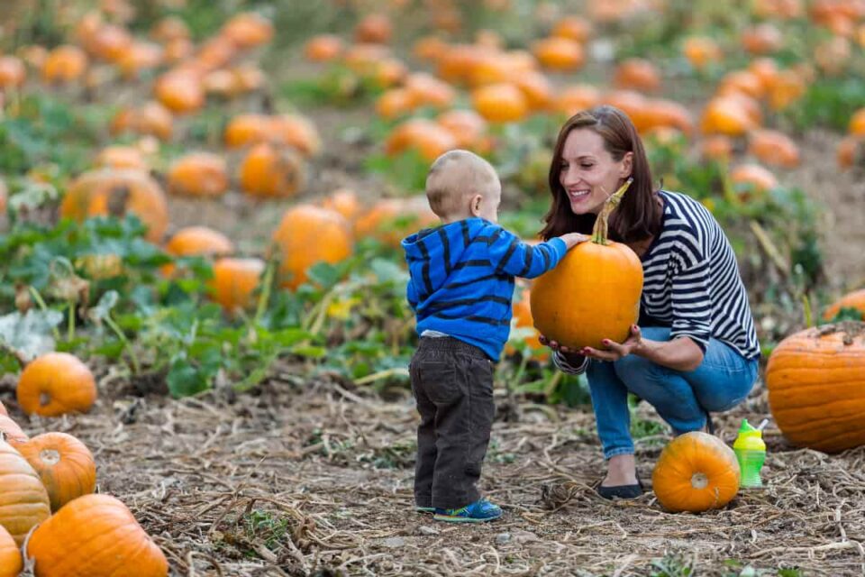 15 of the Best Pumpkin Patches in Arkansas Minneopa Orchards