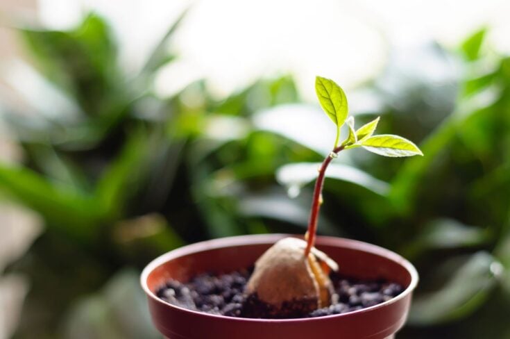 How Long Does it Take to Grow an Avocado Tree? Everything You Want to ...