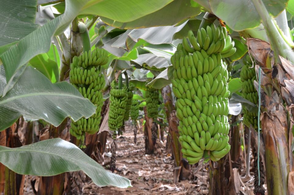 How to Plant a Banana Tree in 5 Easy Steps Minneopa Orchards