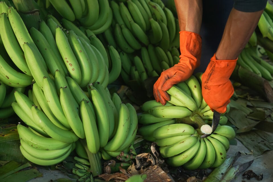 Banana Tree Pruning in 5 Easy Steps Minneopa Orchards