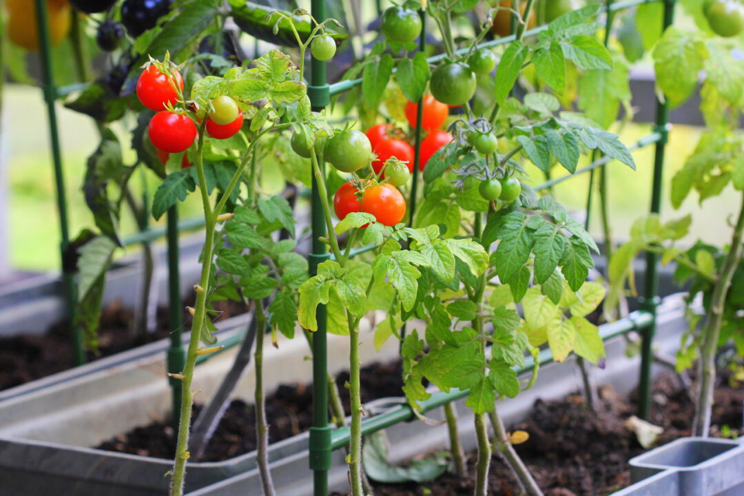 9 of the Best Tomato Planters For Your Tomatoes Minneopa Orchards