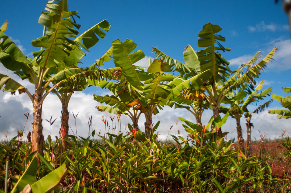 blue java banana tree buy blue java banana tree buy
