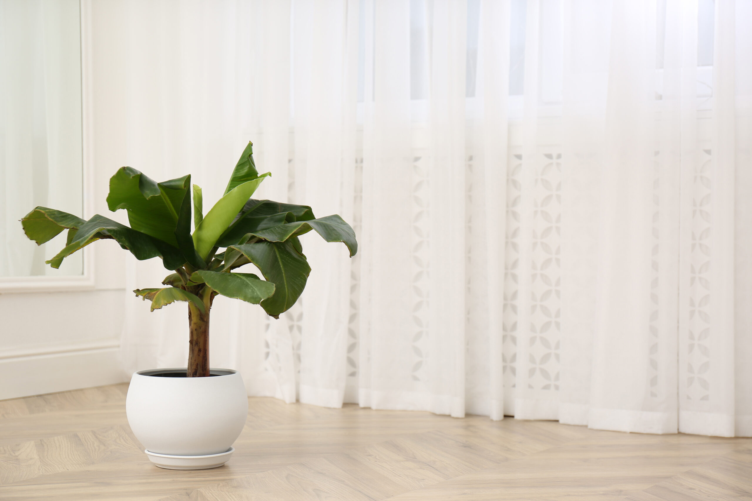 Growing a Banana Tree Indoors Everything You Need to Know! Minneopa
